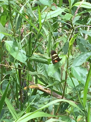 Heliconius clysonymus