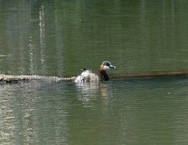 Madagascar Grebe (Tachybaptus pelzelnii), photo 4