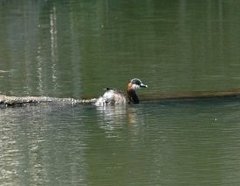 Tachybaptus pelzelnii