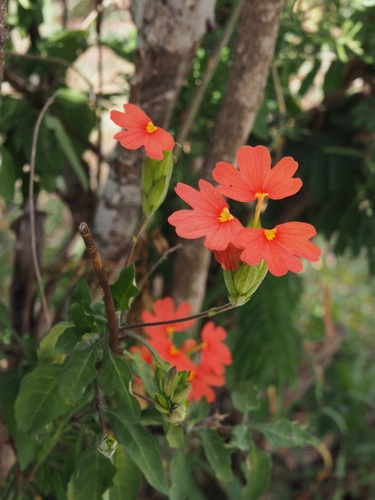 Crossandra nilotica image