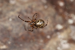 Cryptachaea veruculata