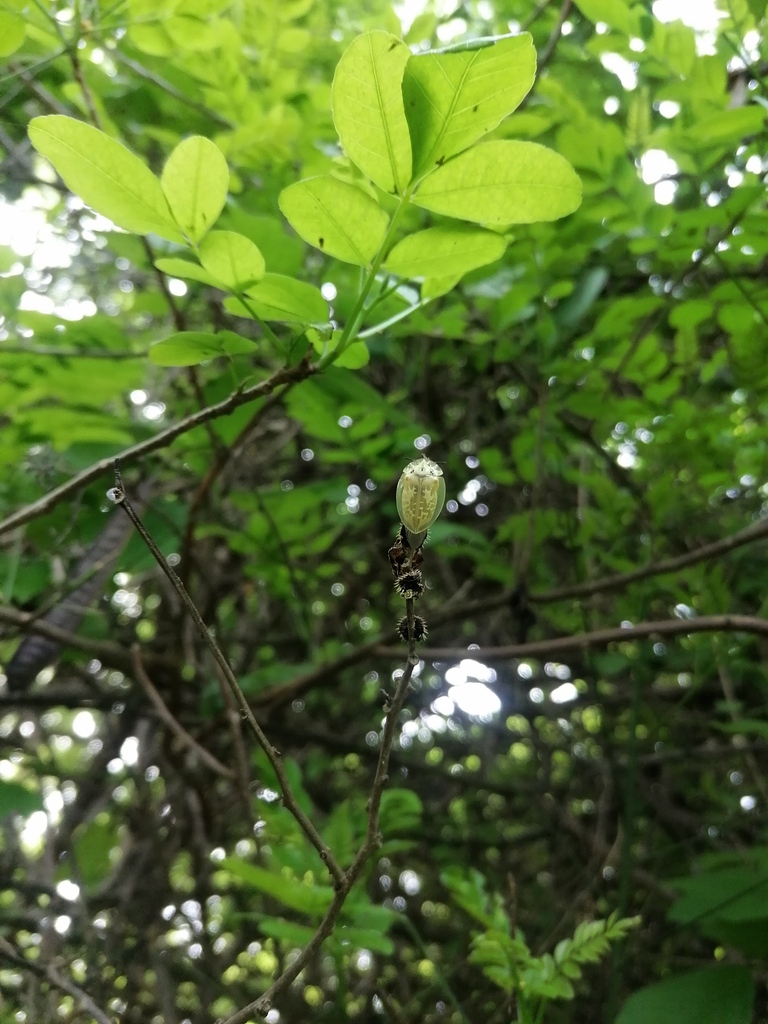 Physonota attenuata