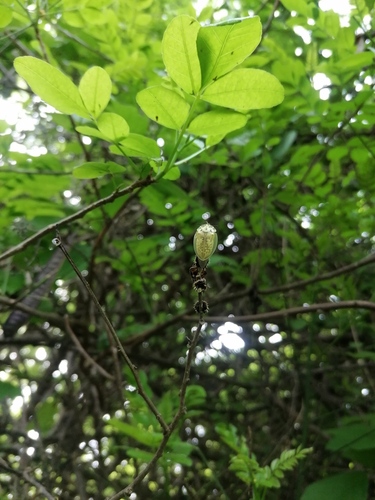 Physonota attenuata
