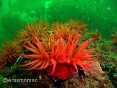 Anemonia alicemartinae