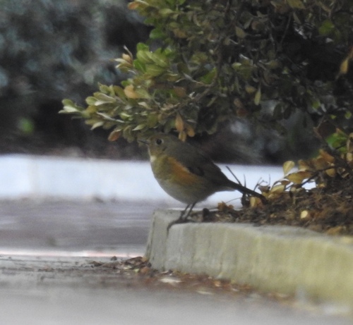 Robin à flancs roux