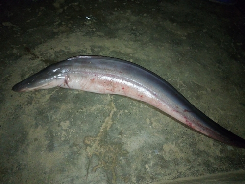 Aba (Gymnarchus niloticus) — Gymnarchidae — 3