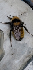 Bombus borealis image