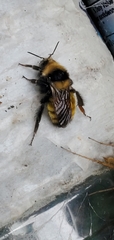Bombus borealis image