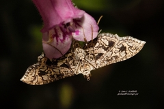 Nausinoe geometralis