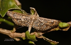 Nausinoe geometralis