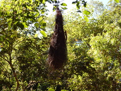 Cacicus chrysopterus