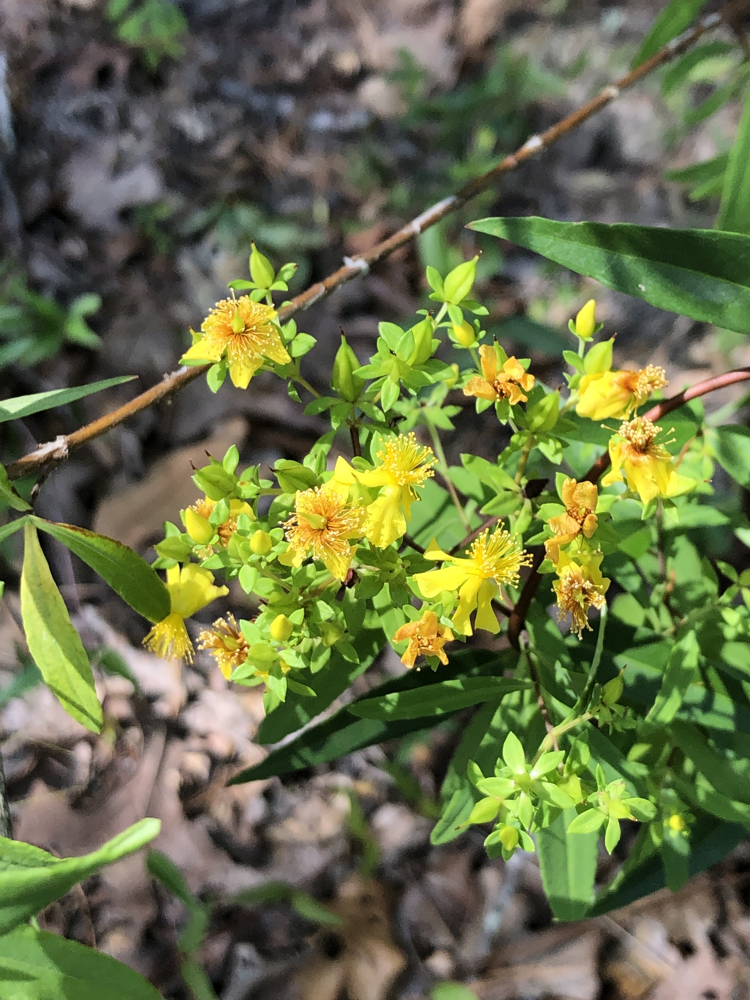 Hypericum lobocarpum