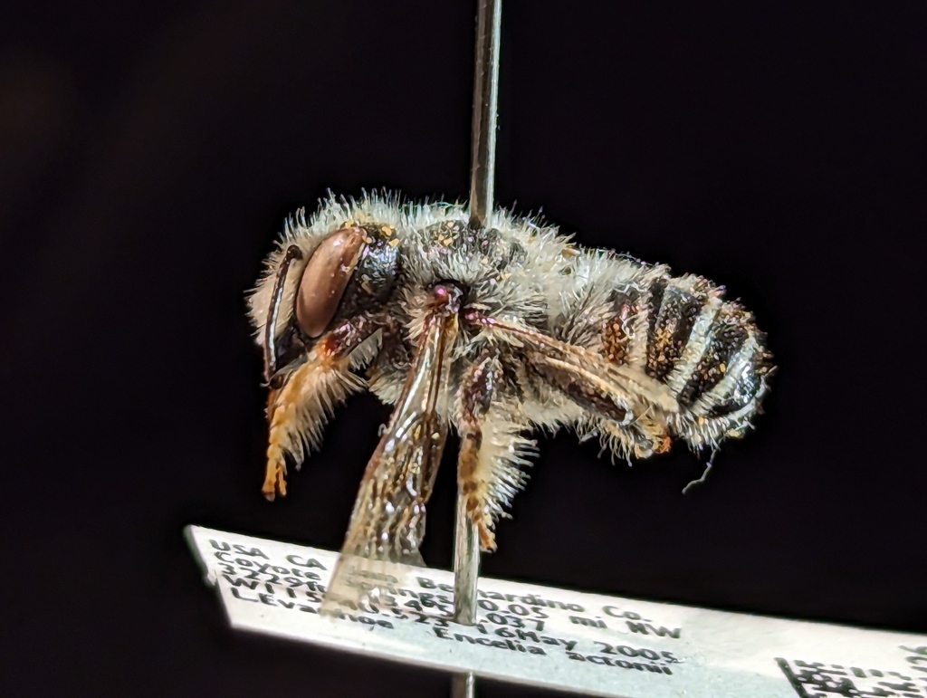 Megachile sublaurita