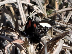 Psychomorpha epimenis