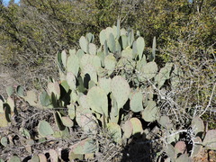 Opuntia cacanapa