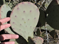 Opuntia cacanapa