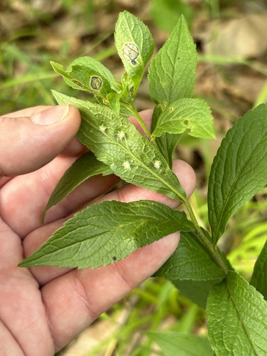 Rhopalomyia clarkei photo 3