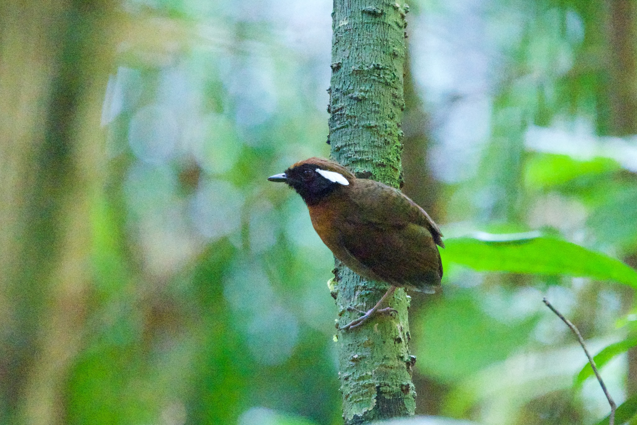 Chestnut-belted Gnateater