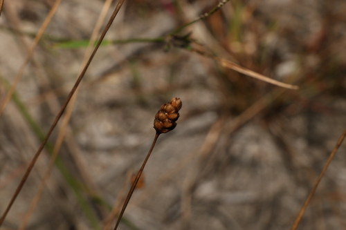 Hawai'i yelloweyed grass (Xyris complanata)