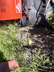 Fritillaria pinetorum, photograph (c) T. J. Samojedny, some rights reserved (CC BY)