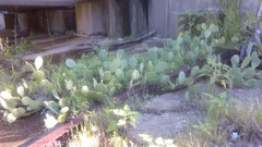 Opuntia anahuacensis