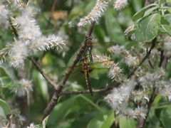 Epitheca bimaculata