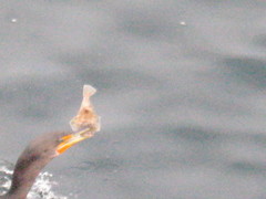 Citharichthys stigmaeus