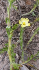 Portulacaceae