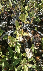 Ceanothus prostratus prostratus