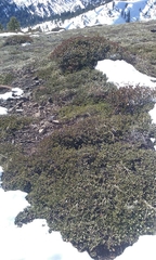 Ceanothus prostratus prostratus