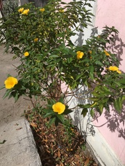 Turnera ulmifolia