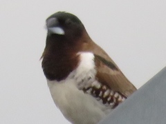 Spermestes cucullata scutata