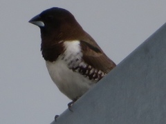 Spermestes cucullata scutata