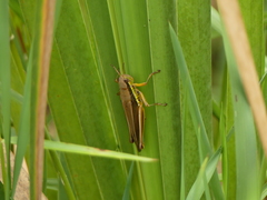 Bermius odontocercus