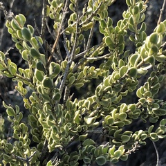 Mortonia scabrella