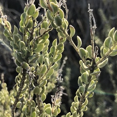 Mortonia scabrella