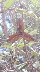 Qualea