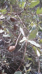 Qualea
