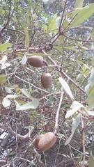 Qualea
