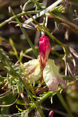 Lechenaultia linarioides