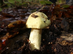 Tricholoma