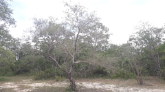 Qualea