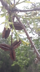 Qualea