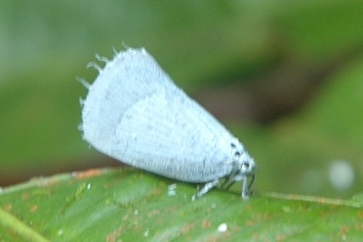 Adelidoria