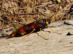 Urocerus flavicornis