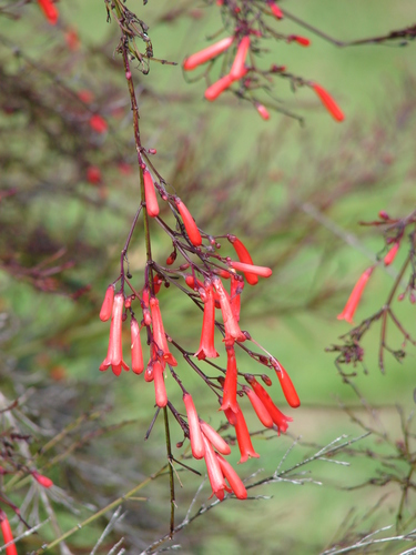 Firecracker plant