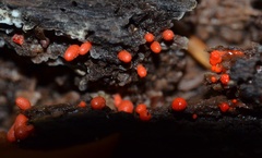 Lycogala conicum