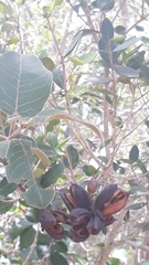 Vochysiaceae
