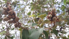 Vochysiaceae
