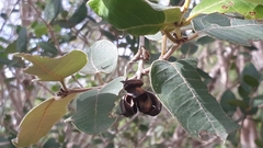 Vochysiaceae